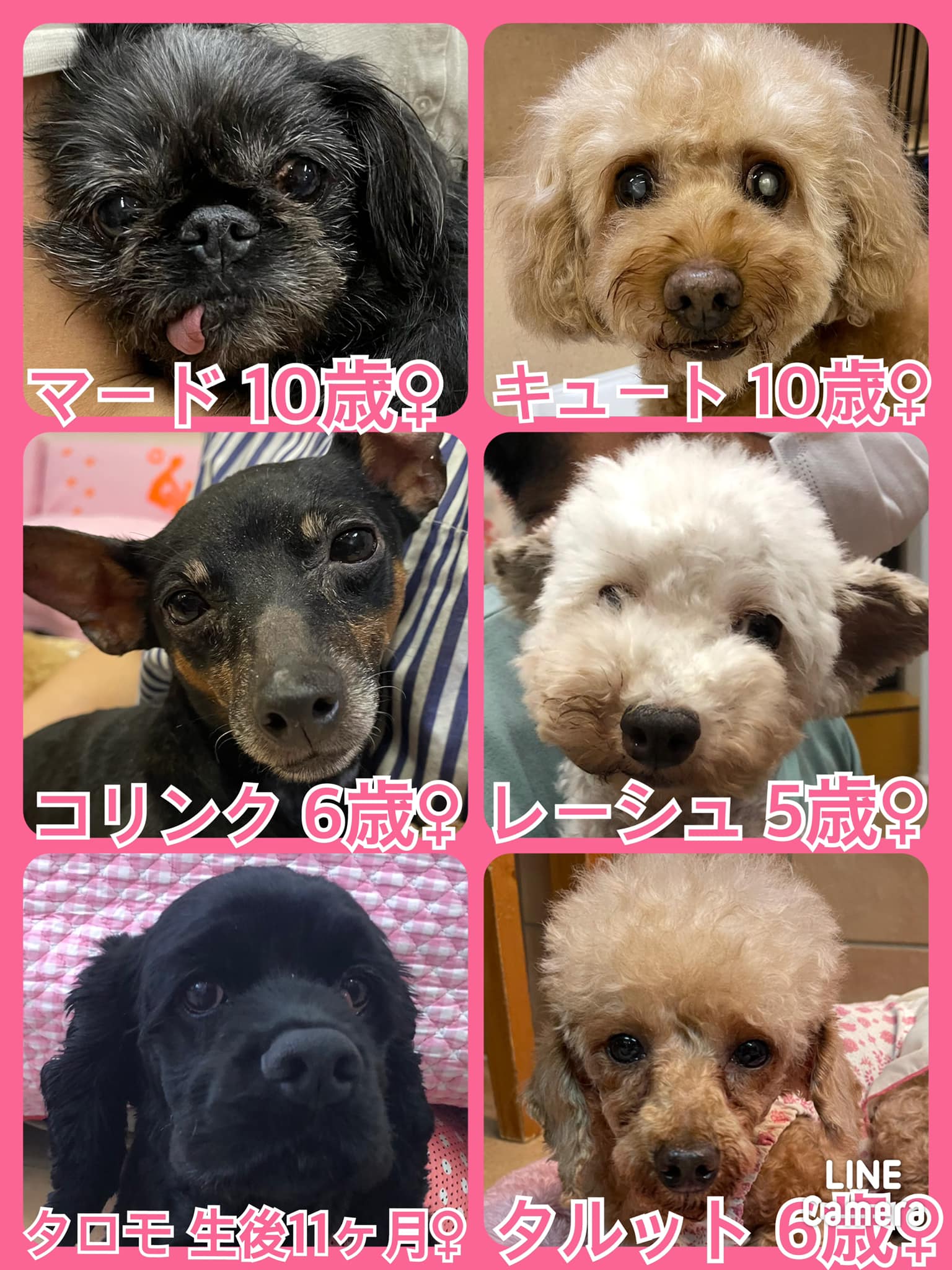 🐾今日の里親様募集中ワンコ🐶メンバーです🐾2022,6,11【保護犬カフェ天神橋店】